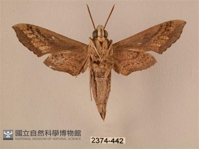 斜線天蛾藏品圖，第2張