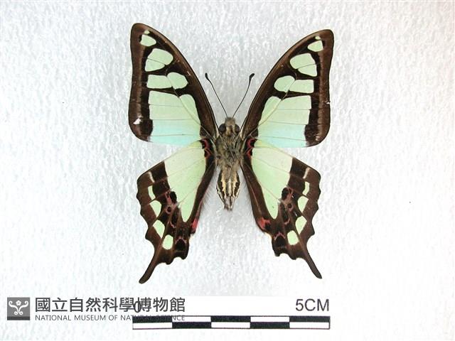 寬帶青鳳蝶藏品圖，第2張