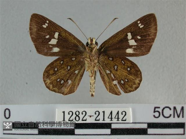 白斑弄蝶藏品圖，第2張