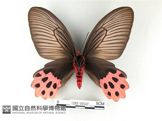 曙鳳蝶藏品圖，第2張
