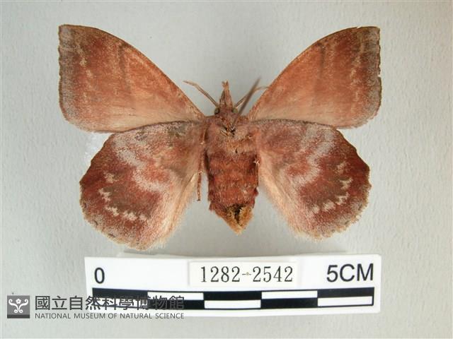 埔里雙線枯葉蛾藏品圖，第2張