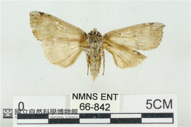 灰太波紋蛾藏品圖，第2張