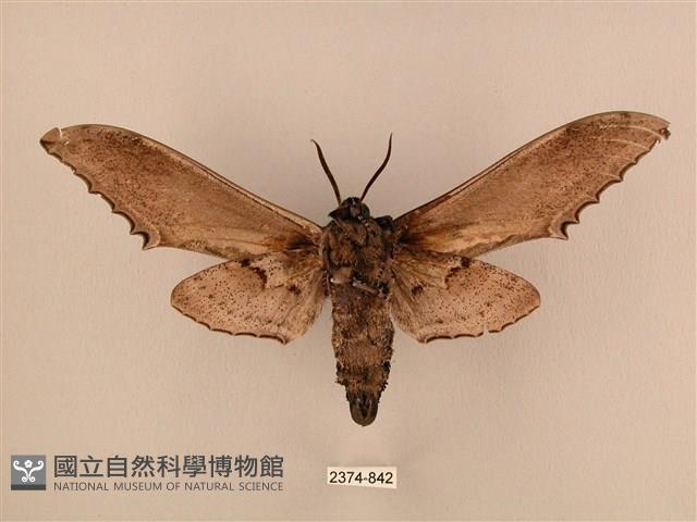 臺灣鋸翅天蛾藏品圖，第2張