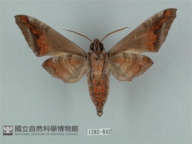 全緣缺角天蛾藏品圖，第2張