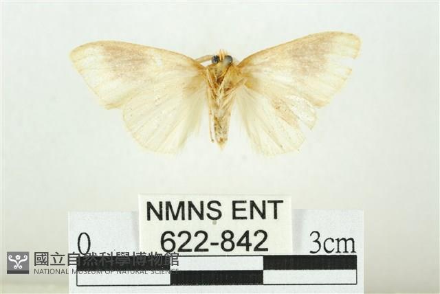 寬紋黃毒蛾藏品圖，第2張