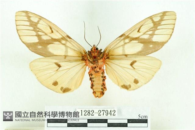 乳白斑燈蛾藏品圖，第2張