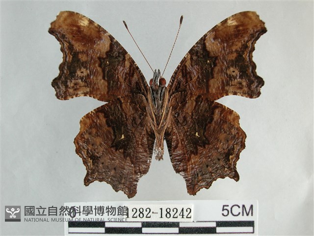 琉璃蛺蝶藏品圖，第2張