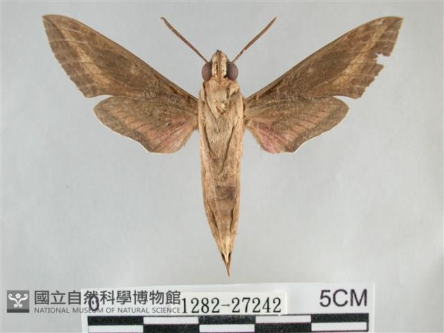 銀條斜線天蛾藏品圖，第2張