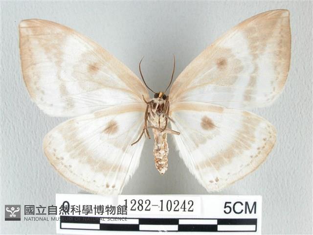 圓翅大鉤蛾藏品圖，第2張