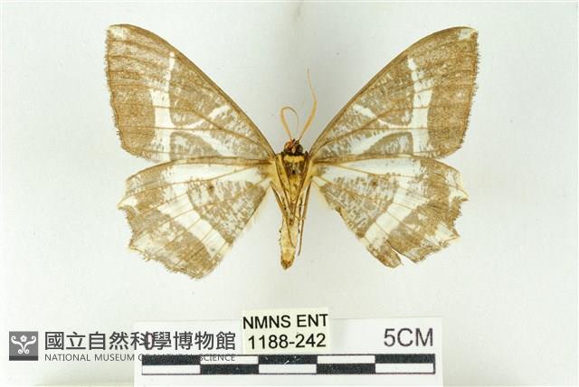 樹形尺蛾藏品圖，第2張