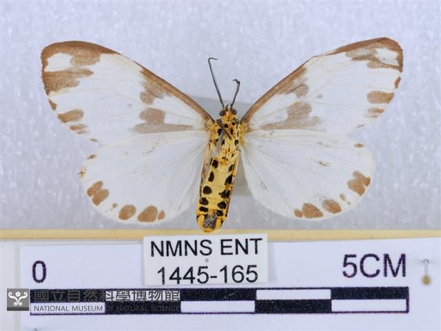 後凸蝶燈蛾藏品圖，第2張