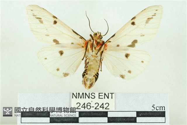 菊池污燈蛾藏品圖，第2張