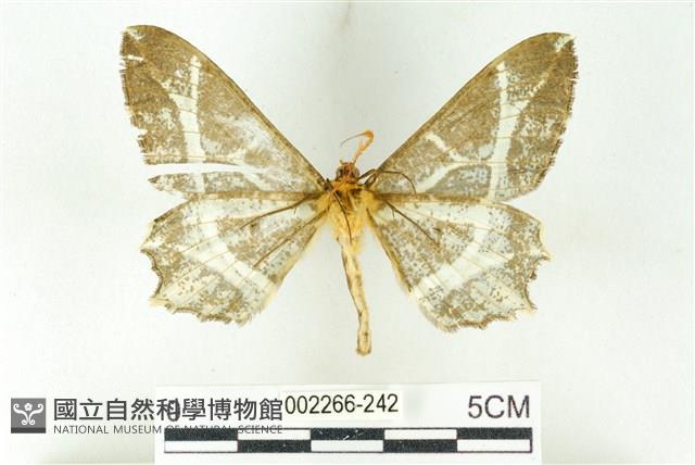 樹形尺蛾藏品圖，第2張