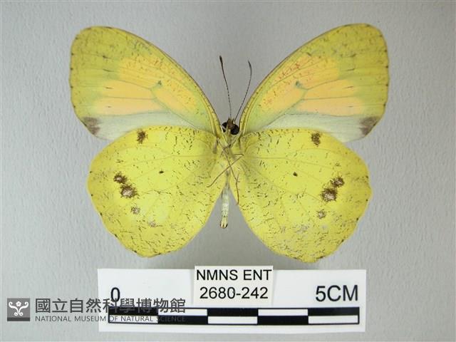 異粉蝶、雌白黃蝶藏品圖，第2張