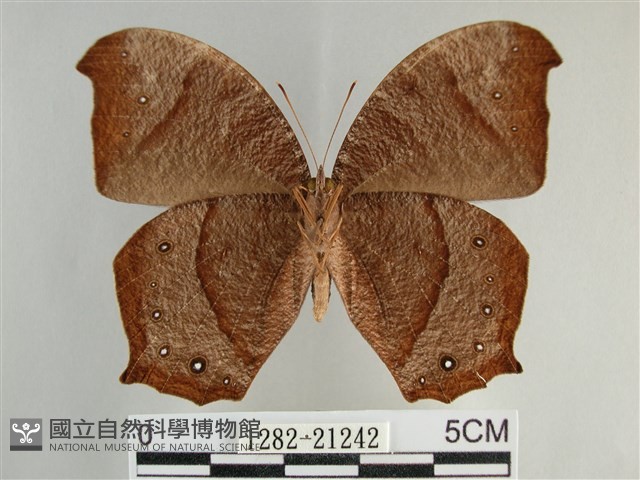 森林暮眼蝶、黑樹蔭蝶藏品圖，第2張