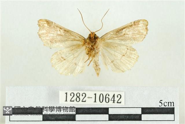 紅暈散紋夜蛾藏品圖，第2張