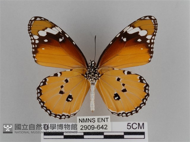 樺斑蝶藏品圖，第2張
