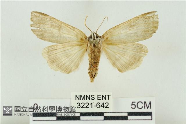 臺洒波紋蛾藏品圖，第2張
