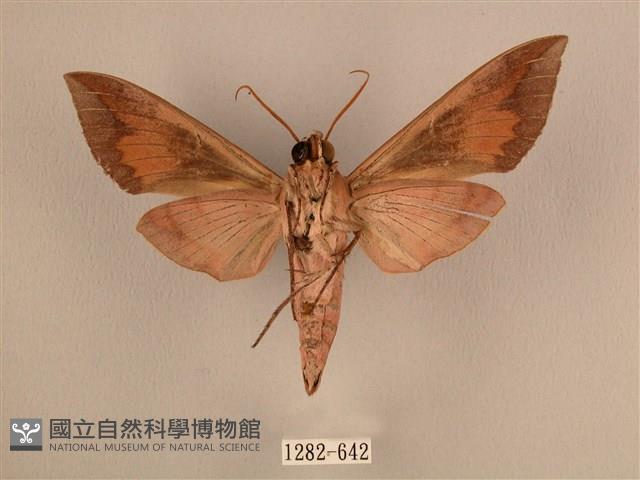 背中白天蛾藏品圖，第2張