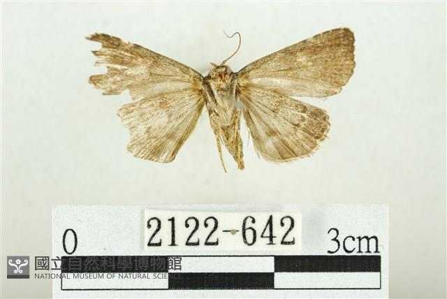 白斑散紋夜蛾藏品圖，第2張