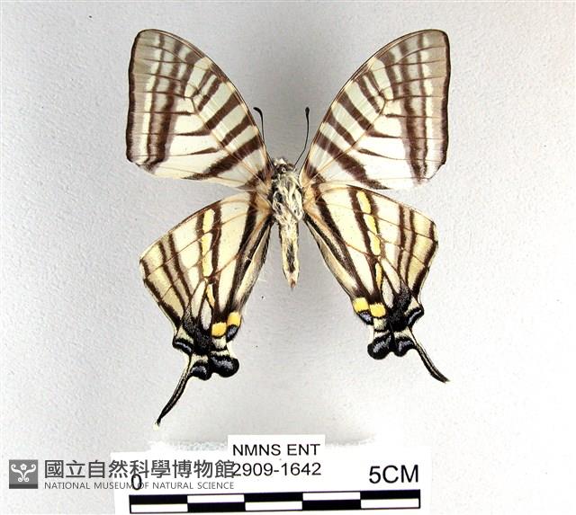 劍鳳蝶藏品圖，第2張