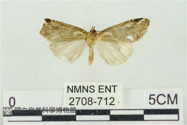 臺美波紋蛾藏品圖，第2張