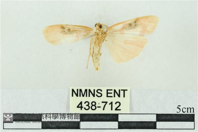 臺雪苔蛾藏品圖，第2張