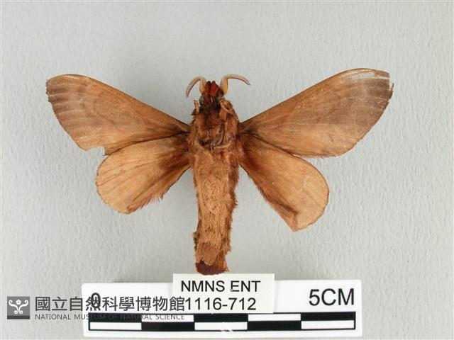 大褐斑枯葉蛾藏品圖，第2張