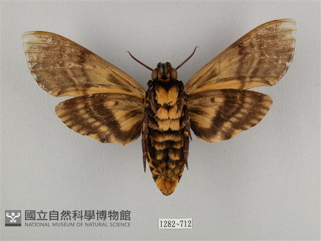 鬼臉天蛾藏品圖，第2張