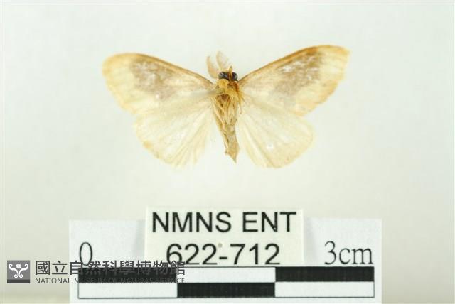 寬紋黃毒蛾藏品圖，第2張