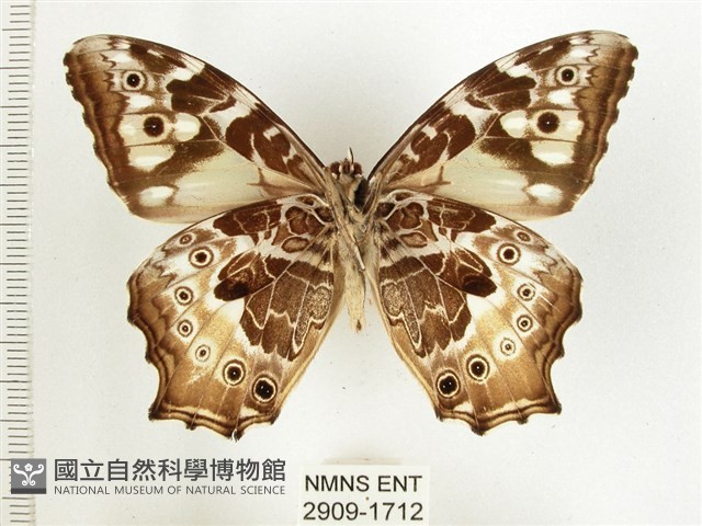 白斑蔭眼蝶藏品圖，第2張