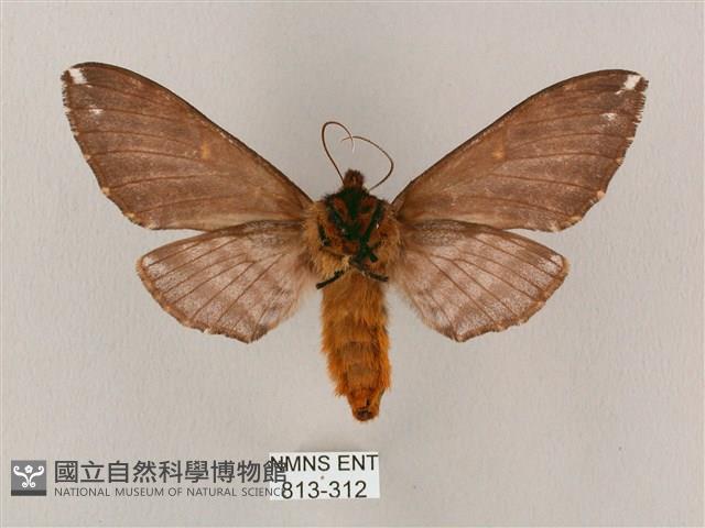 井上氏絨毛天蛾藏品圖，第2張