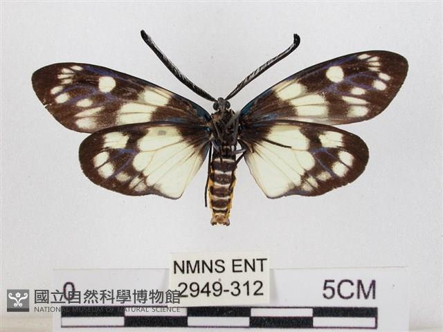 蓬萊茶斑蛾藏品圖，第2張