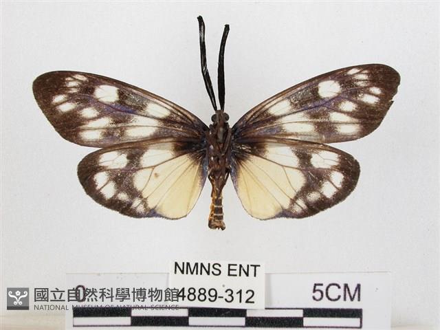 蓬萊茶斑蛾藏品圖，第2張