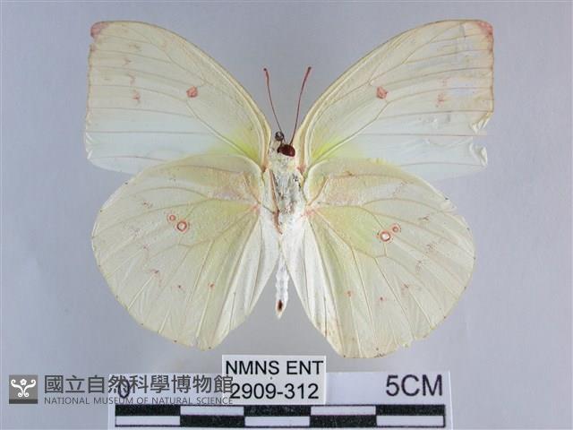 遷粉蝶、淡黃蝶藏品圖，第2張