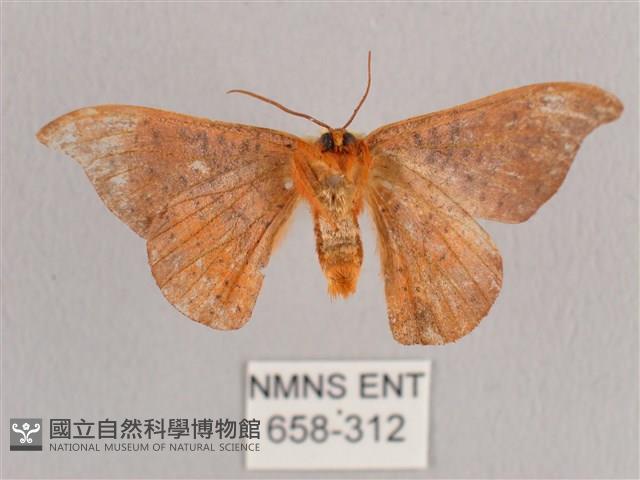 銀端帶鉤蛾藏品圖，第2張