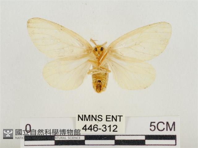 榕透翅毒蛾藏品圖，第2張