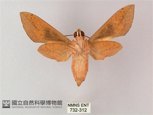 藏斜紋天蛾藏品圖，第2張