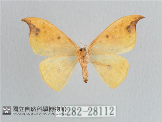 銀斑黃鉤蛾藏品圖，第2張