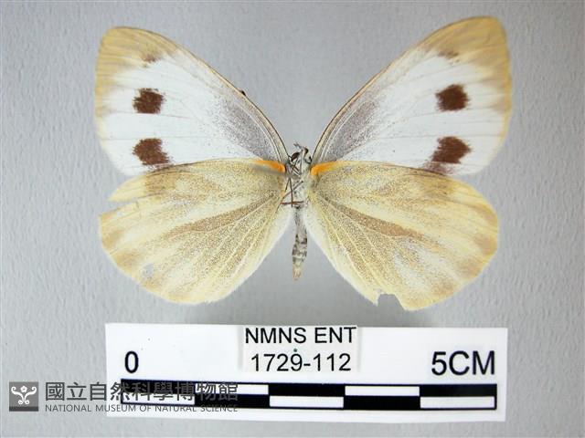 緣點白粉蝶藏品圖，第2張