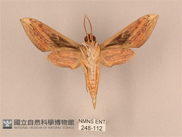 背線天蛾藏品圖，第2張