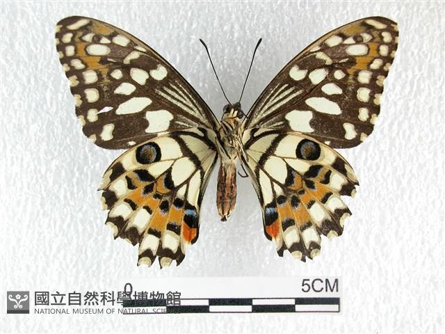 花鳳蝶、無尾鳳蝶藏品圖，第2張