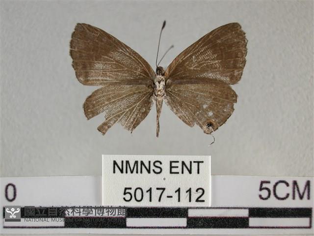 雅波灰蝶藏品圖，第2張