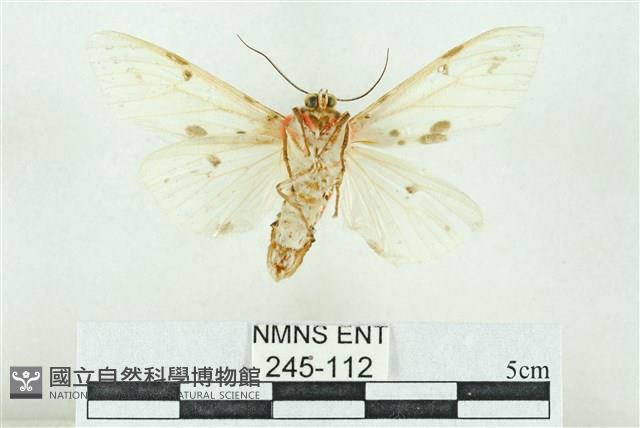 菊池污燈蛾藏品圖，第2張