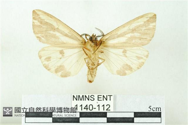 赭新污燈蛾藏品圖，第2張