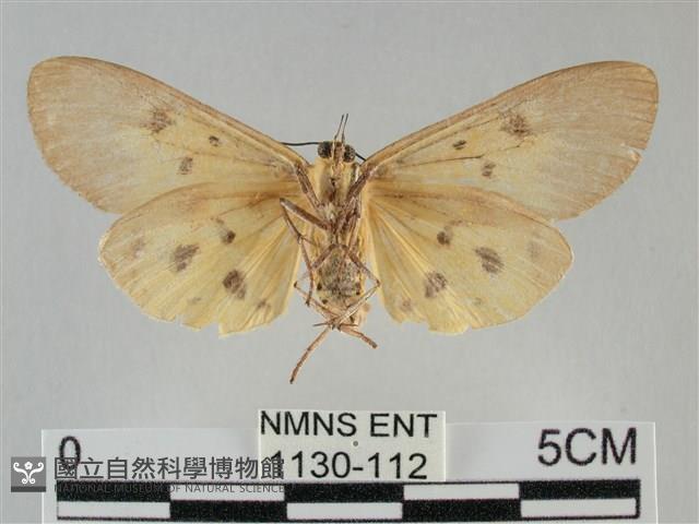 一點擬燈蛾藏品圖，第2張