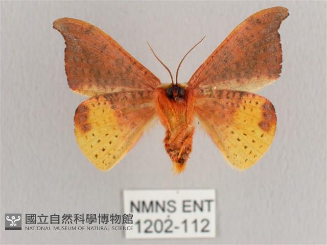 銀端帶鉤蛾藏品圖，第2張