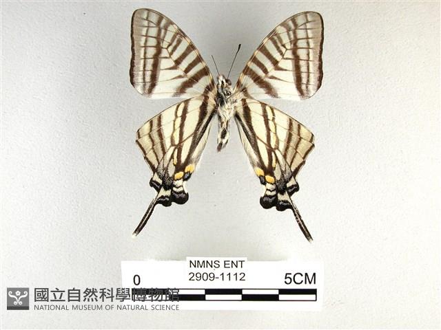 劍鳳蝶藏品圖，第2張