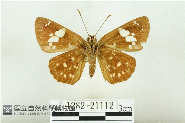 魑魅星弄蝶藏品圖，第2張