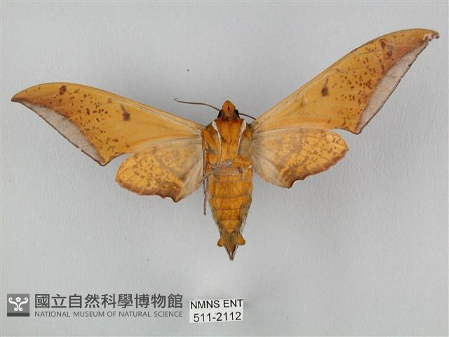圓斑鷹翅天蛾藏品圖，第2張